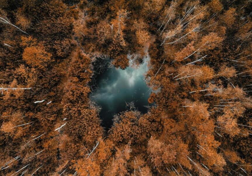 leśne foto