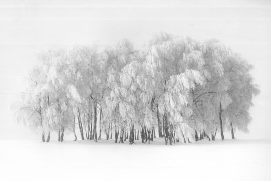 leśne foto