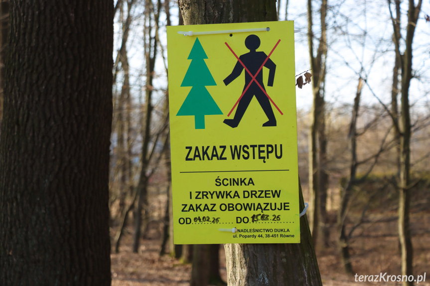 Zabiegi sanitarno-pielęgnacyjne w Dębinie. Lasy Państwowe wyjaśniają