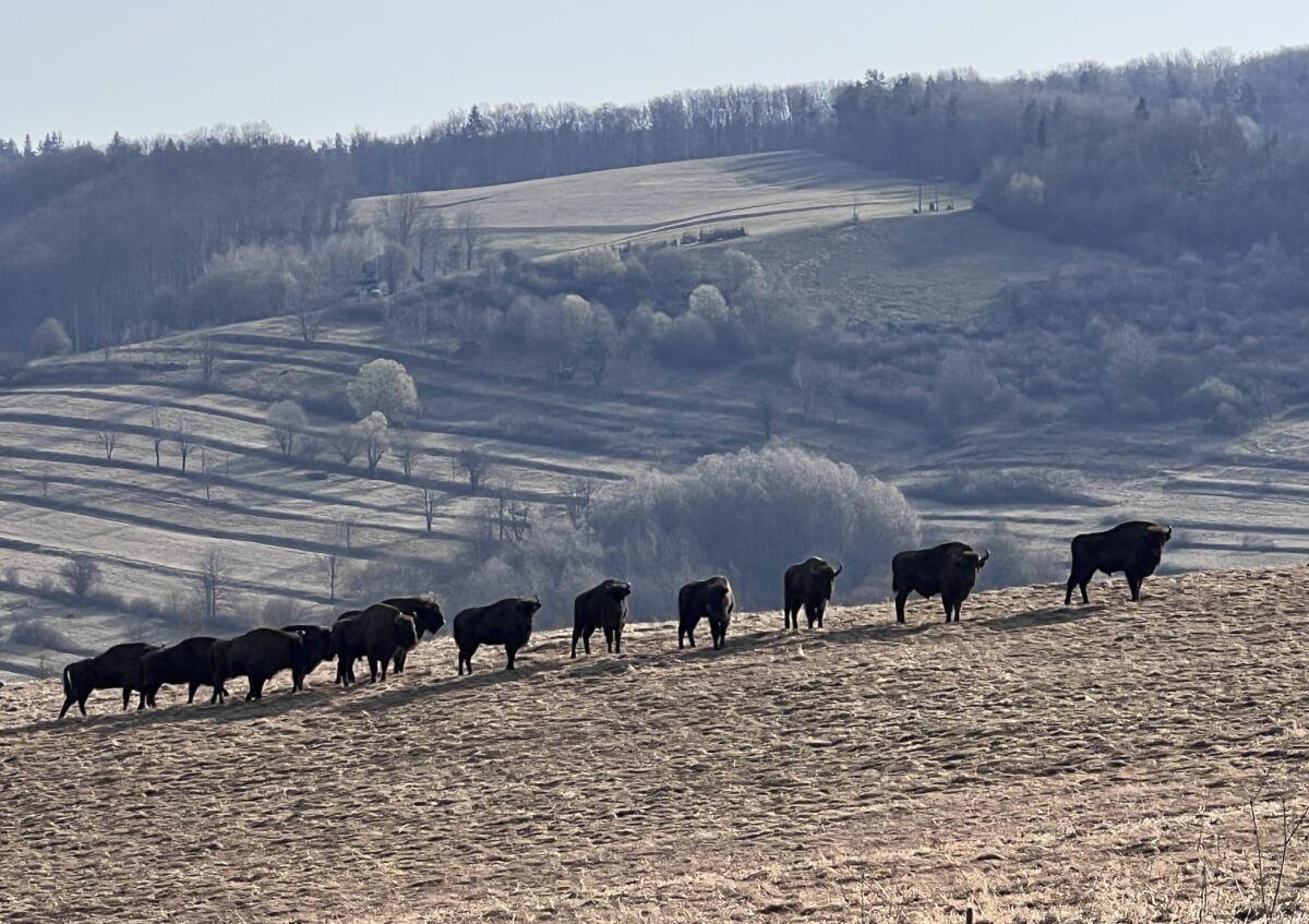 Wzrost populacji żubrów w Bieszczadach