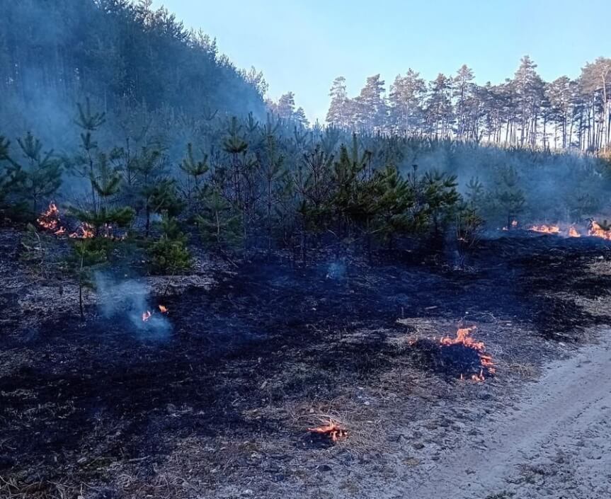 pożar lasu