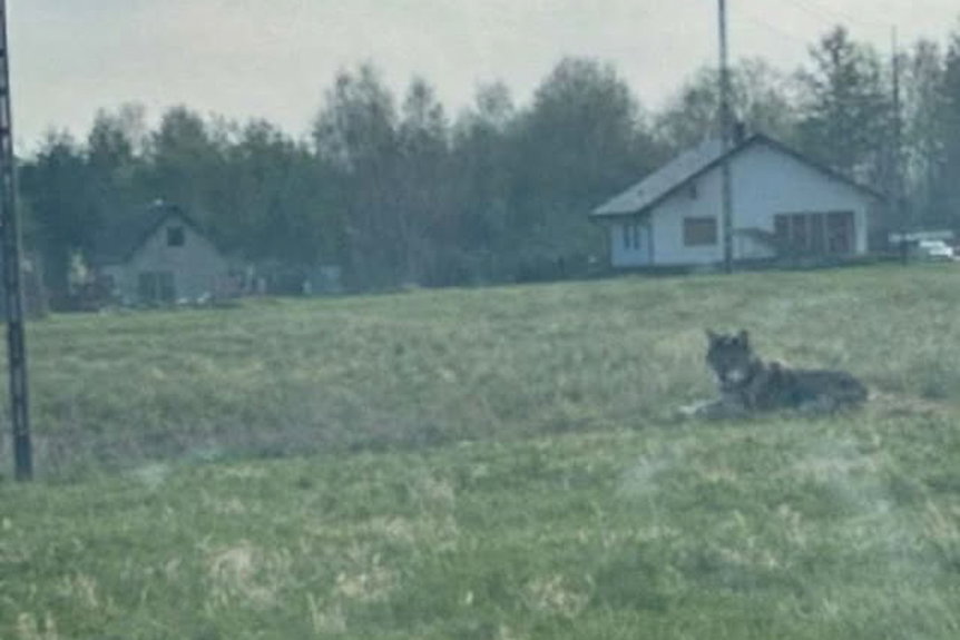 Wilki obok domów w Zręcinie, ul. Kuźnicza