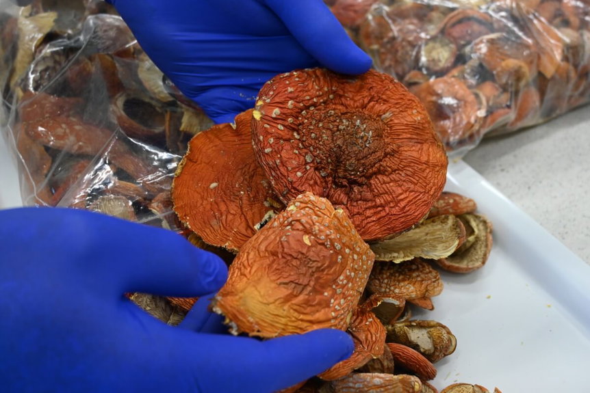 Straż Graniczna przejęła ponad 5 kg suszonych grzybów w Medyce