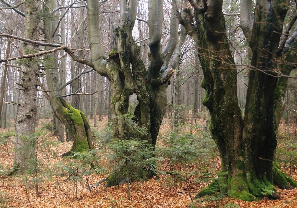 Nadleśnictwa wstrzymują program "Zanocuj w lesie". Powód to niedźwiedzie