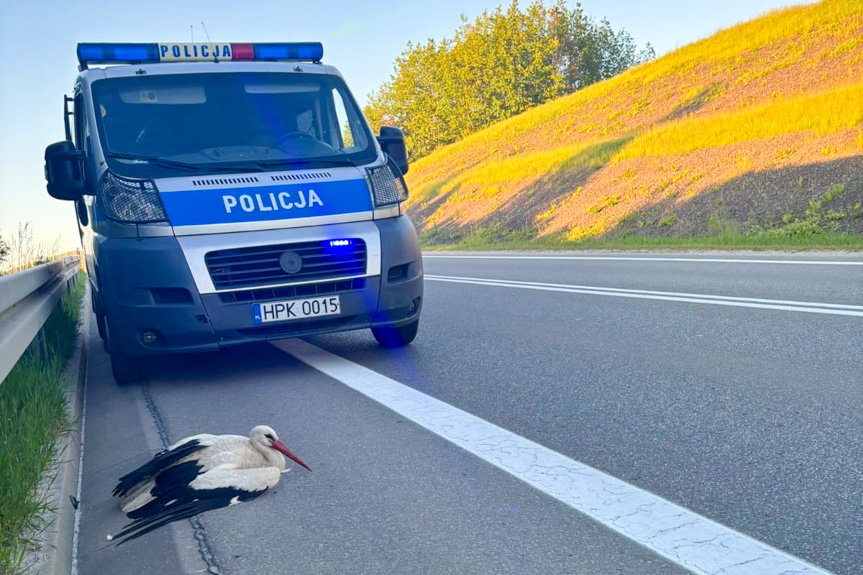 Ranny bocian na poboczu drogi. Pomogli policjanci i weterynarz
