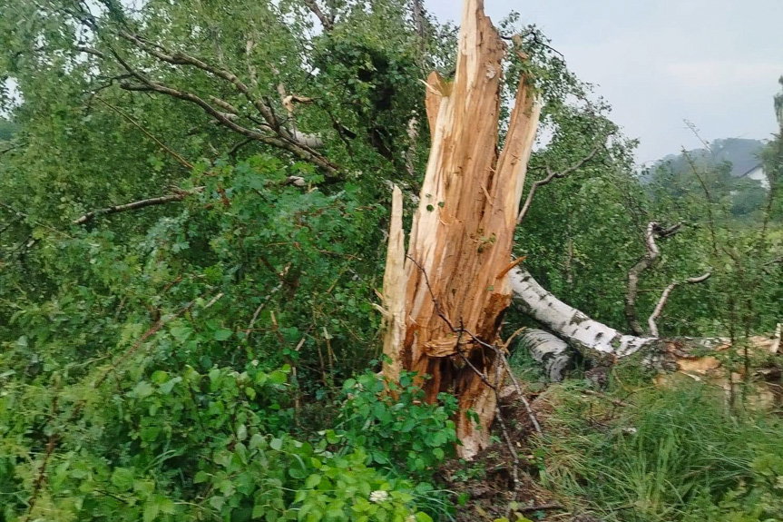 Strażacy interweniowali po uderzeniu pioruna w drzewo