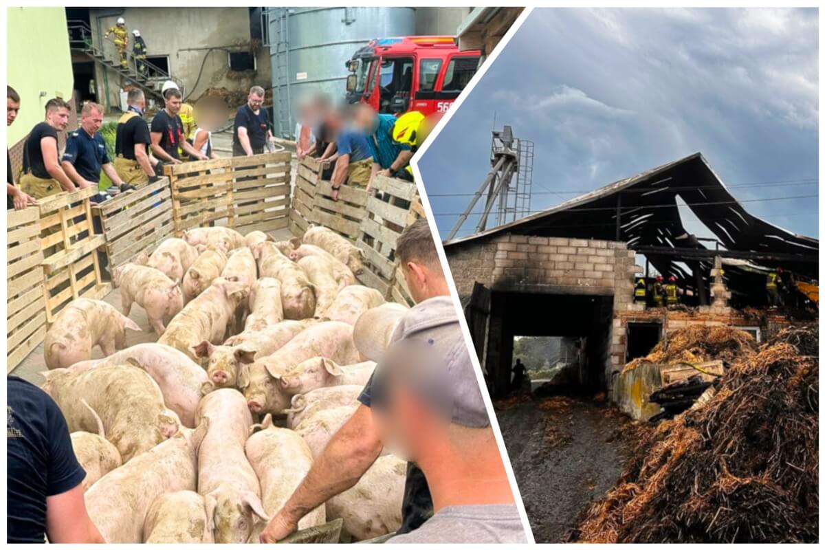 Pożar chlewni w Nowej Wsi. Strażacy ewakuowali około 150 świń