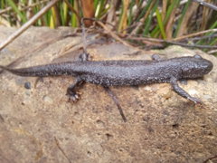 Ekspertyzy przyrodnicze i inwentaryzacje. Ornitolog herpetolog teriolog...