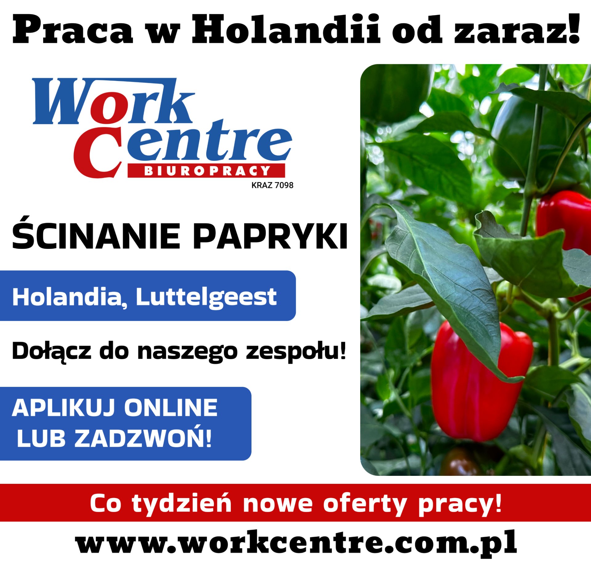 Ścinanie i sortowanie papryki (k/m) Oferta pracy w Holandii