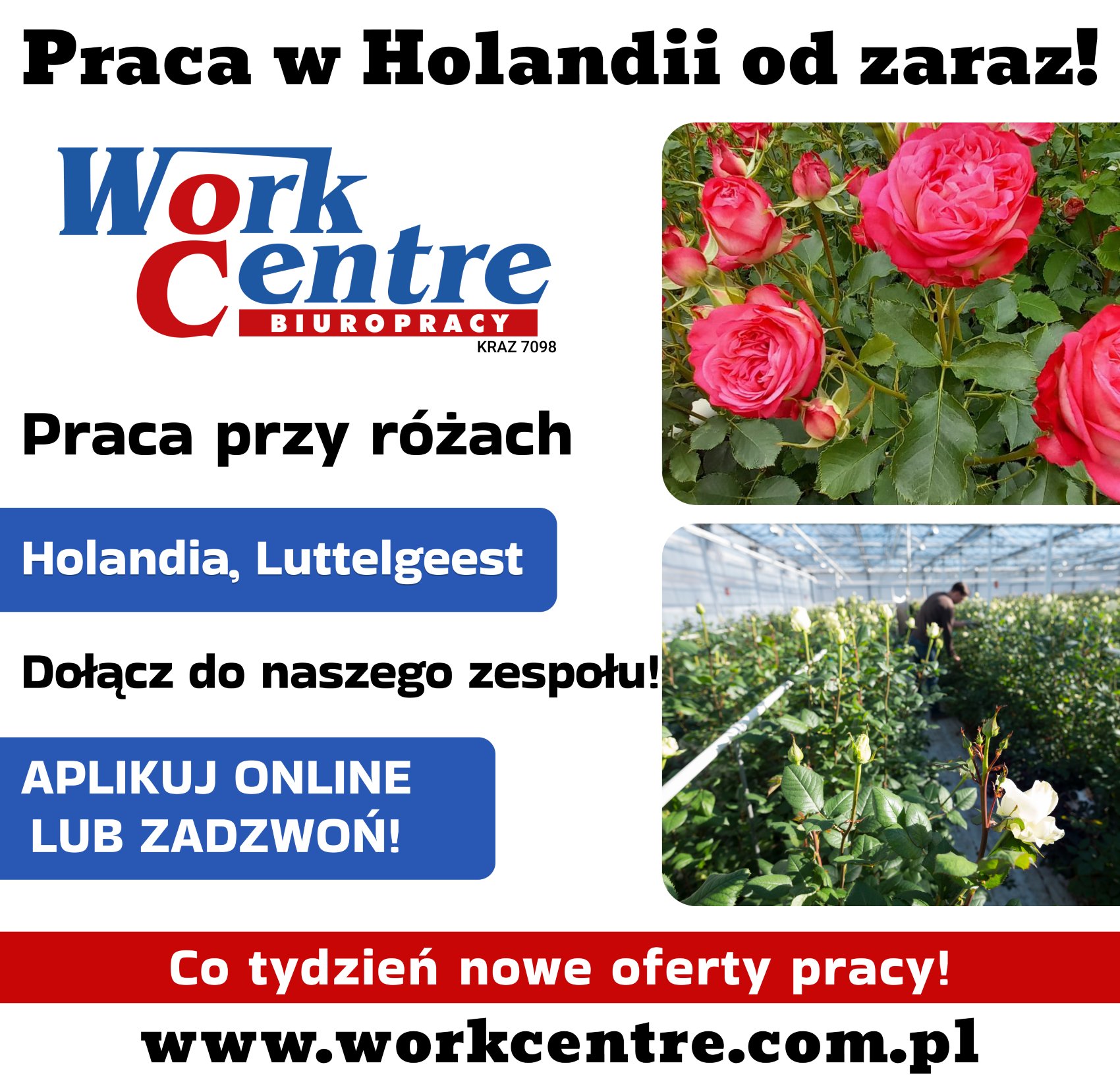 Ścinanie i pielęgnacja róż (k/m) Oferta pracy w Holandii