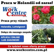 Ścinanie i pielęgnacja róż (k/m) Oferta pracy w Holandii