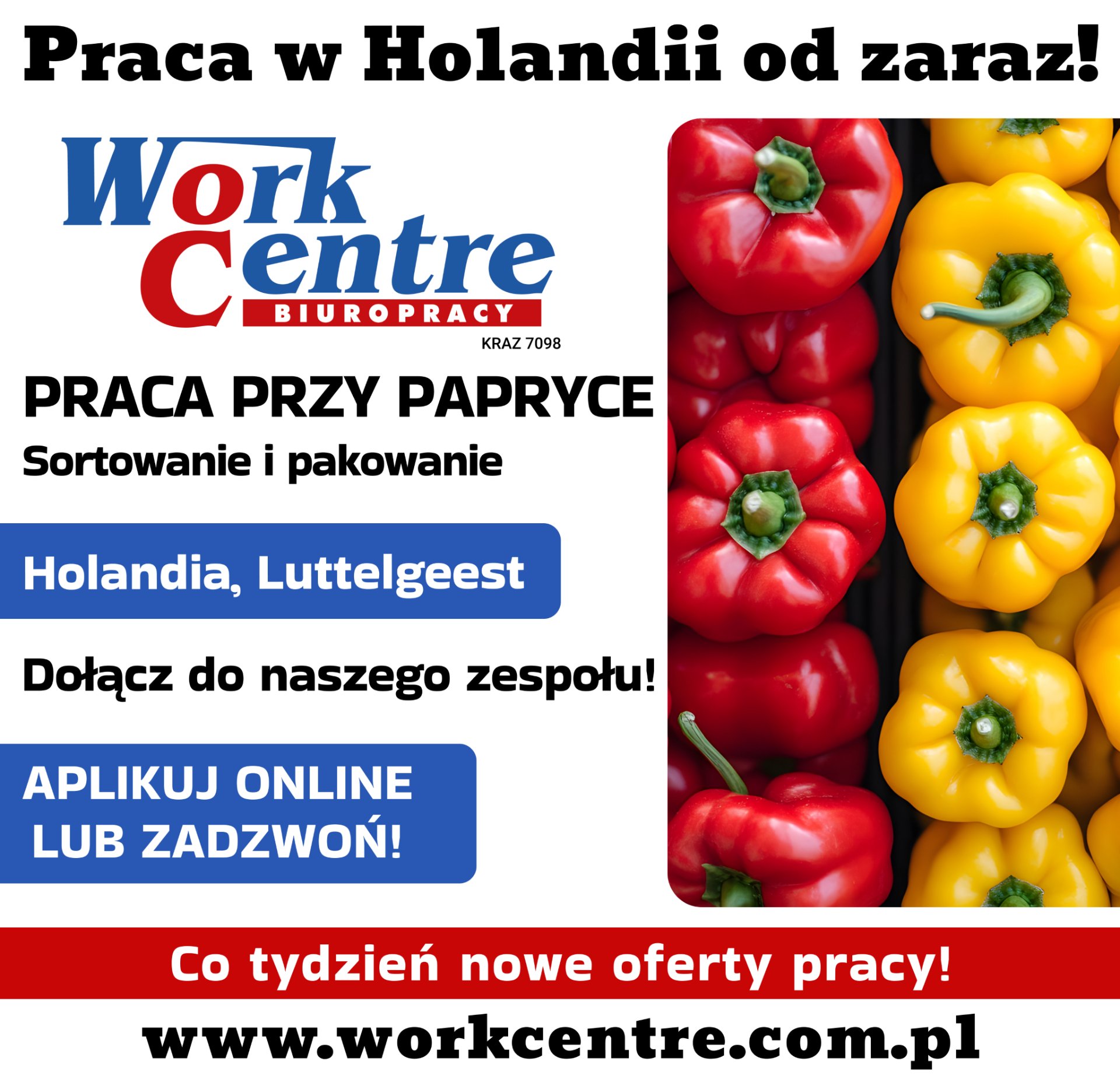 Ścinanie i sortowanie papryki (k/m) Oferta pracy w Holandii
