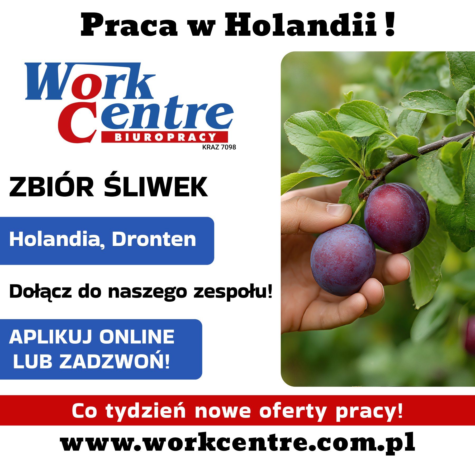 Zbiór śliwek w sadzie (k/m) Oferta pracy w Holandii