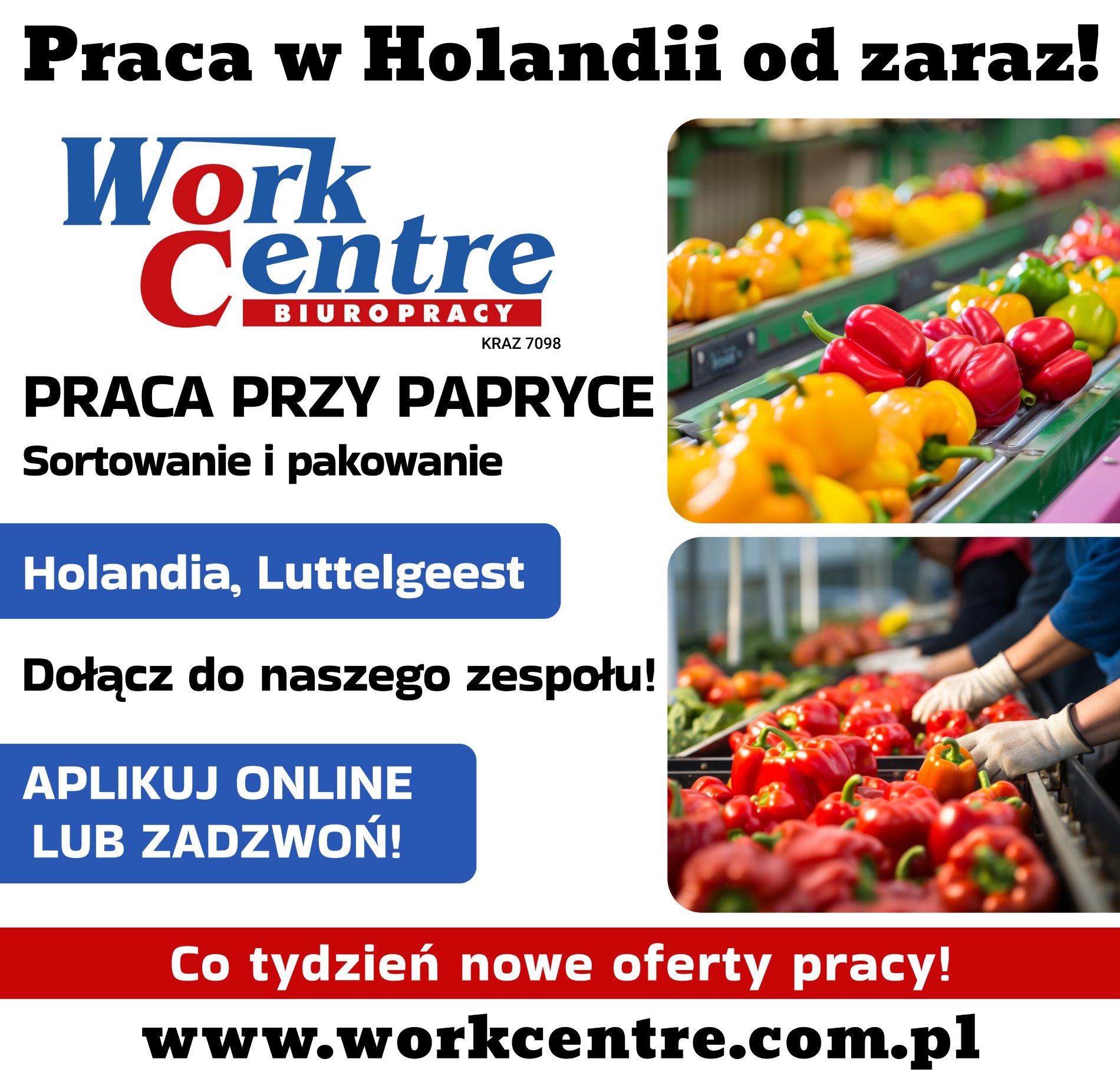 Ścinanie i sortowanie papryki (k/m) Oferta pracy w Holandii