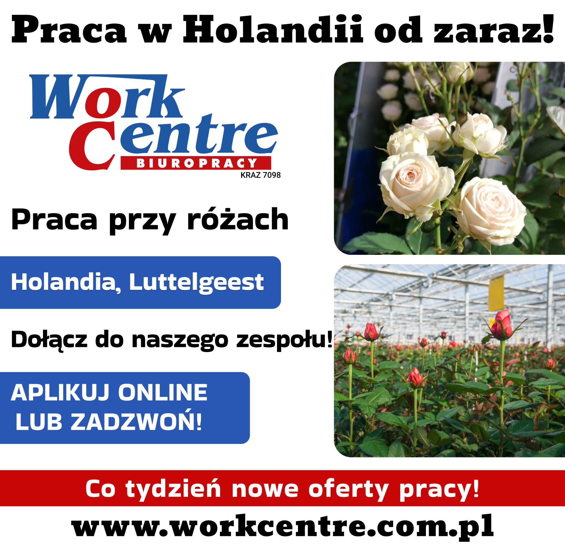 Ścinanie i pielęgnacja róż (k/m) Oferta pracy w Holandii