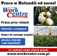 Ścinanie i pielęgnacja róż (k/m) Oferta pracy w Holandii