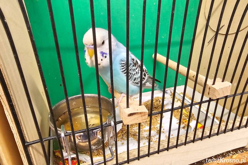 Wystawa kanarków i ptaków egzotycznych w Korczynie