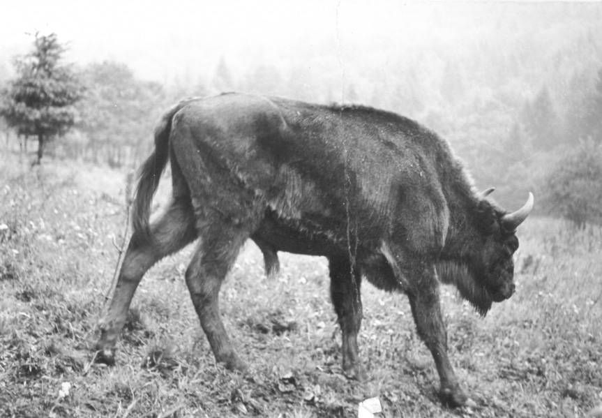 Ocalona kronika, świadectwo pierwszych dni po powrocie żubrów