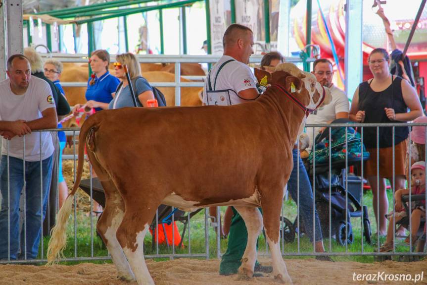 Pożegnanie Wakacji w Rudawce Rymanowskiej. Święto hodowców bydła simentalskiego i koni huculskich [ZDJĘCIA]
