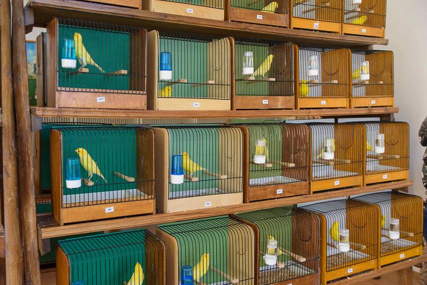 Wystawa kanarków i ptaków egzotycznych w Korczynie