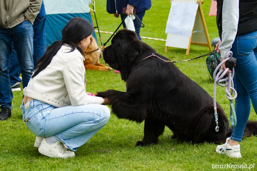 38. Podkarpacka Wystawa Psów Rasowych [ZDJĘCIA]
