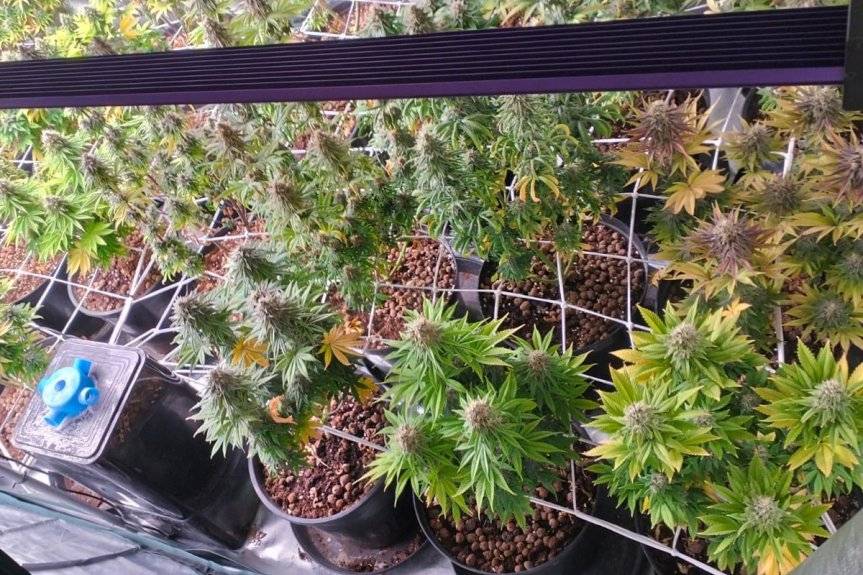 Domowa plantacja konopi na poddaszu. Policja zatrzymała 34-latka