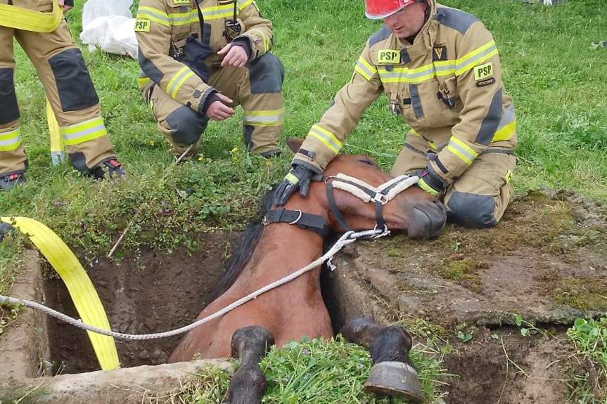Koń uwięziony w podziemnym zbiorniku. Nietypowa akcja strażaków