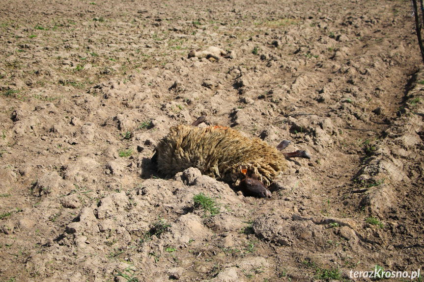Wilki zagryzły blisko 20 owiec w Iskrzyni