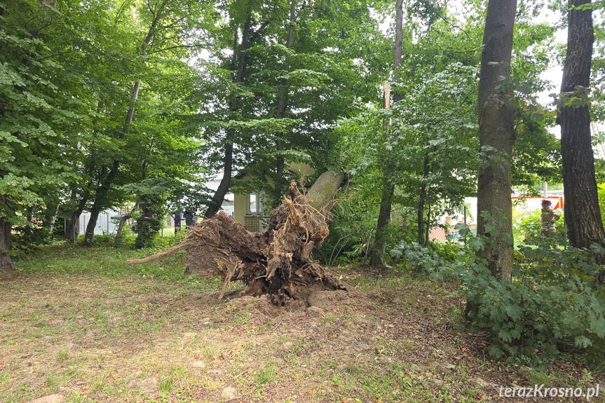 Bratkówka. Jesion runął na budynek mieszkalny. Jedna osoba poszkodowana