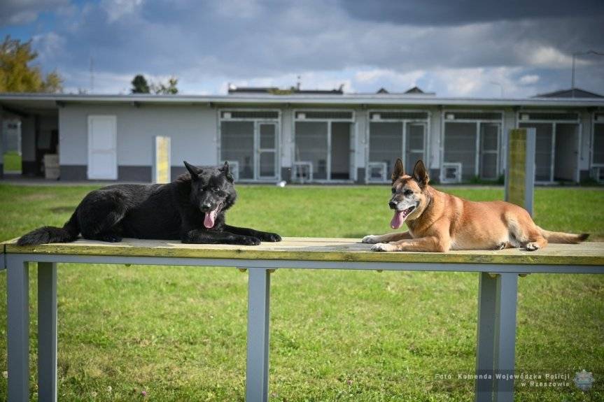 Czworonożni funkcjonariusze zdali egzamin na piątkę
