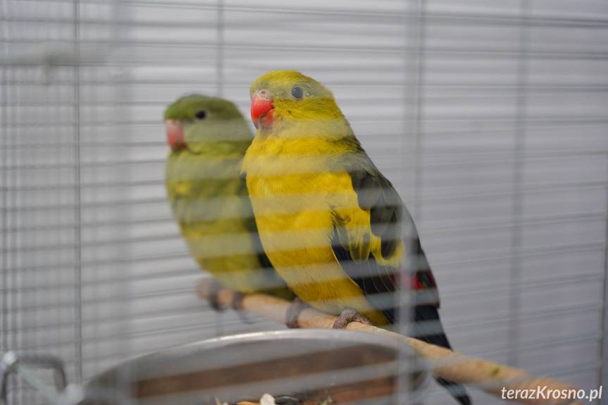 Wystawa kanarków i ptaków egzotycznych w Korczynie