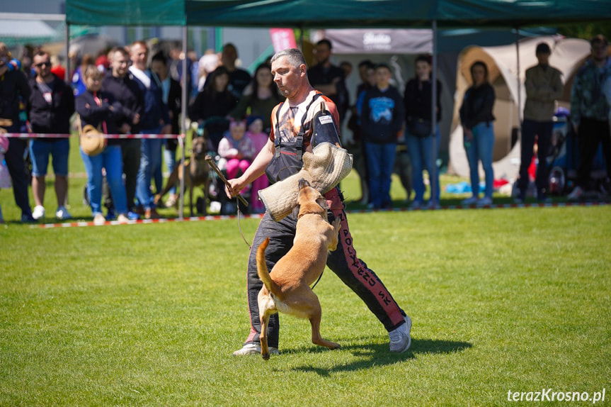 XXXVI Podkarpacka Wystawa Psów Rasowych