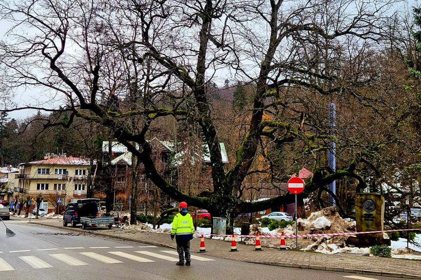 280-letni dąb szypułkowy objęty kompleksową opieką specjalistów