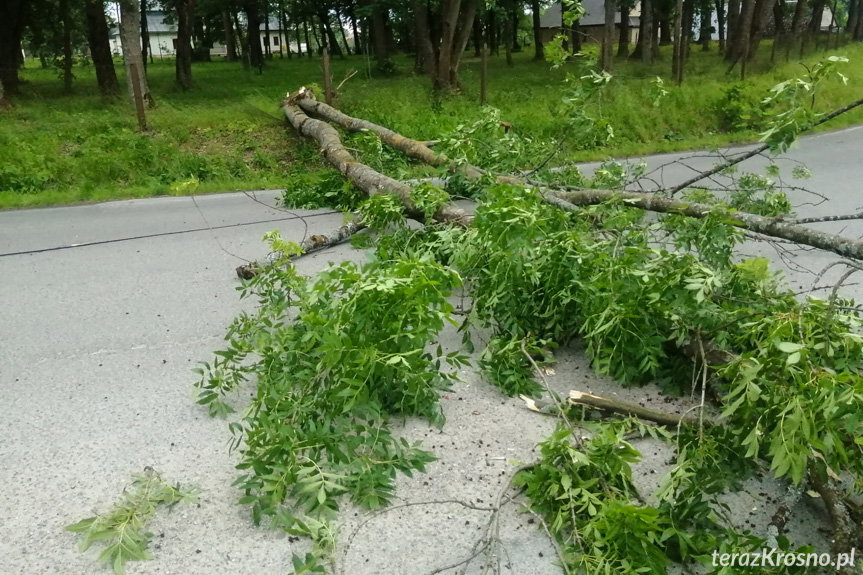 Haczów. Silny podmuch wiatru powalił drzewo na drogę