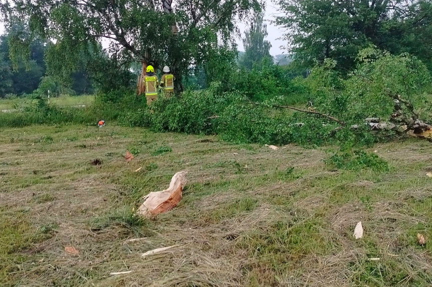 Strażacy interweniowali po uderzeniu pioruna w drzewo