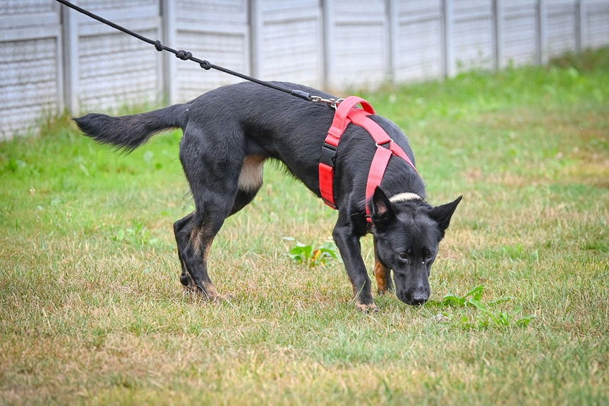 Czworonożni funkcjonariusze szlifowali formę