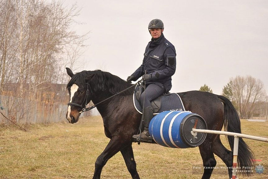 W szeregi Podkarpackiej Policji wstąpiły dwa policyjne wierzchowce