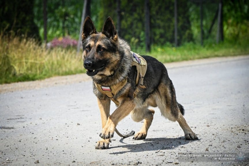 Wojewódzkie Eliminacje do XXII Kynologicznych Mistrzostw Policji psów