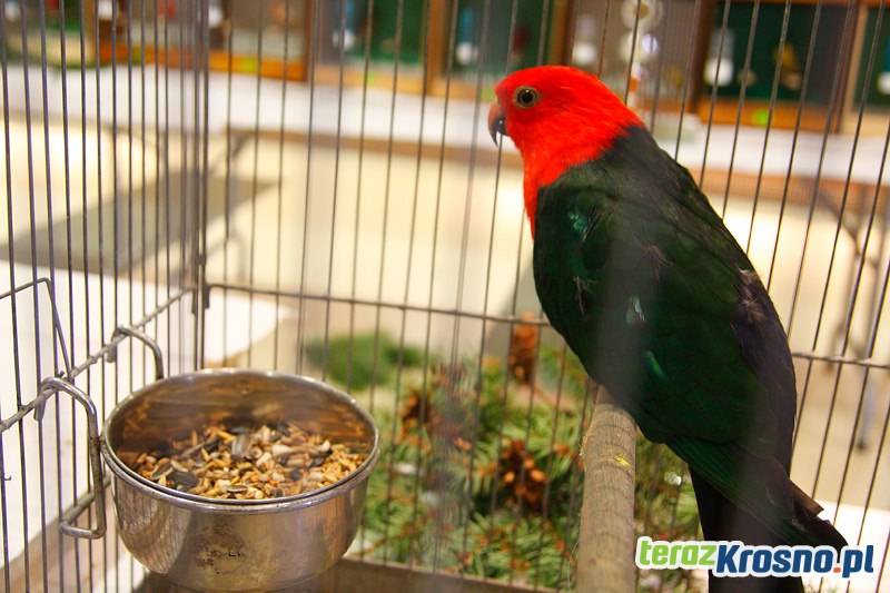 Wystawa ptaków w RCKP