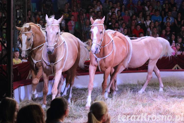 Cyrk Zalewski w Krośnie. Zobacz zdjęcia z występów