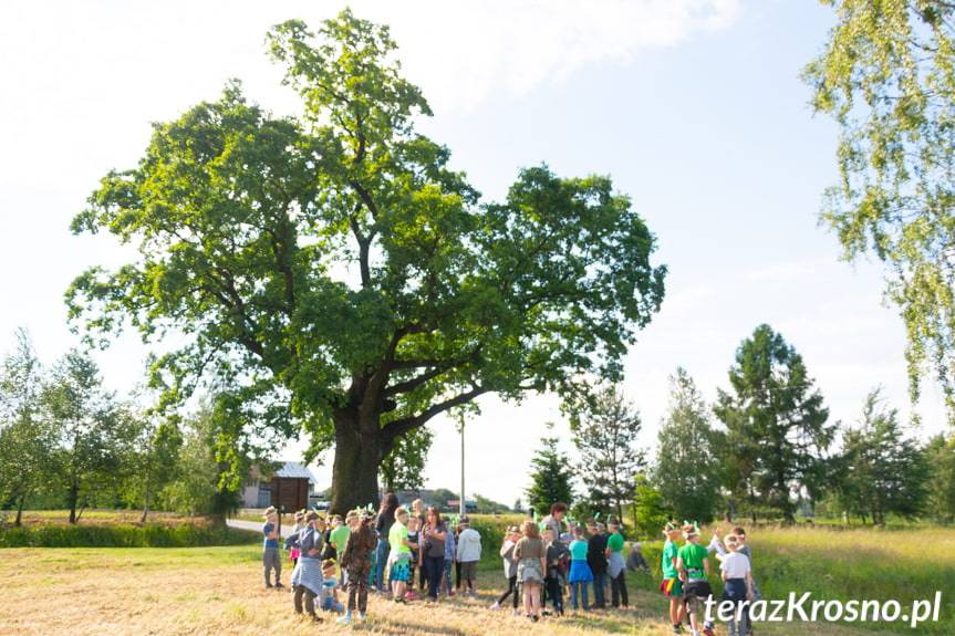 "Ustrobniak" wśród finalistów konkursu Drzewo Roku 2018