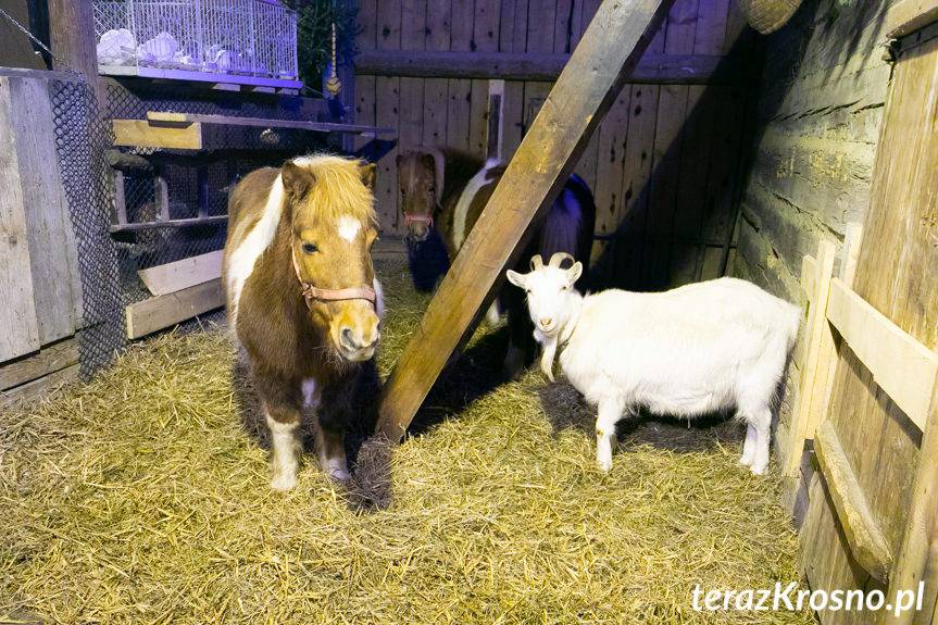 Żywa szopka w Zręcinie