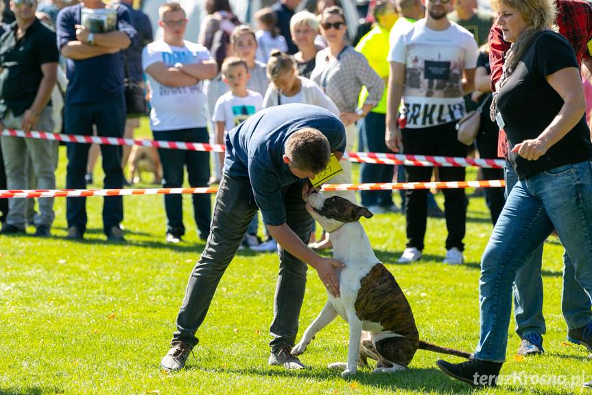 XXIX Podkarpacka Wystawa Psów Rasowych 