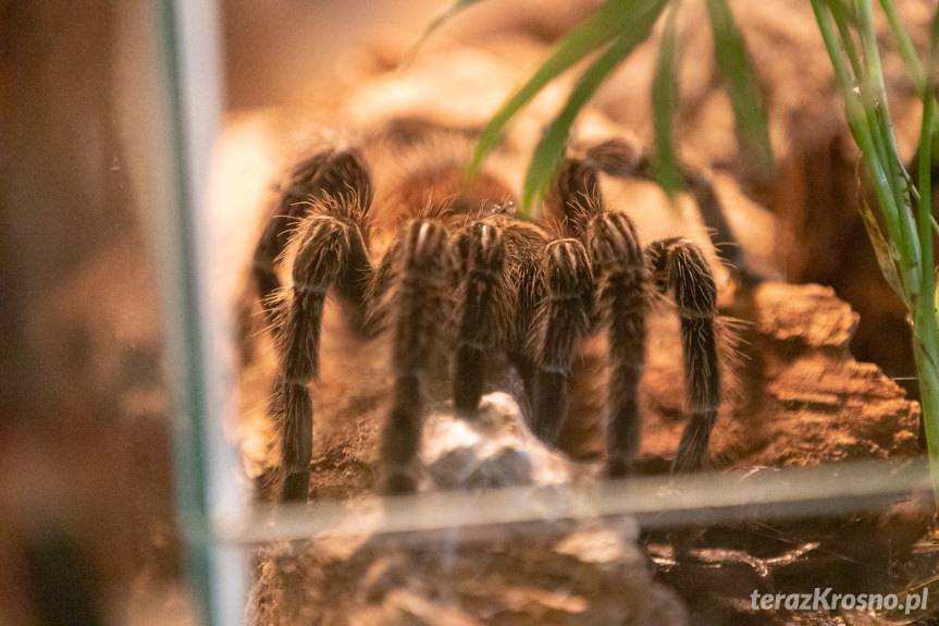Wystawa żywych pająków i skorpionów