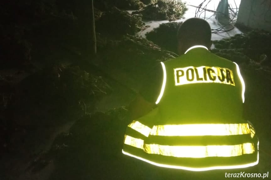 Duża plantacja konopi indyjskich. Zatrzymani mieszkańcy powiatu krośnieńskiego