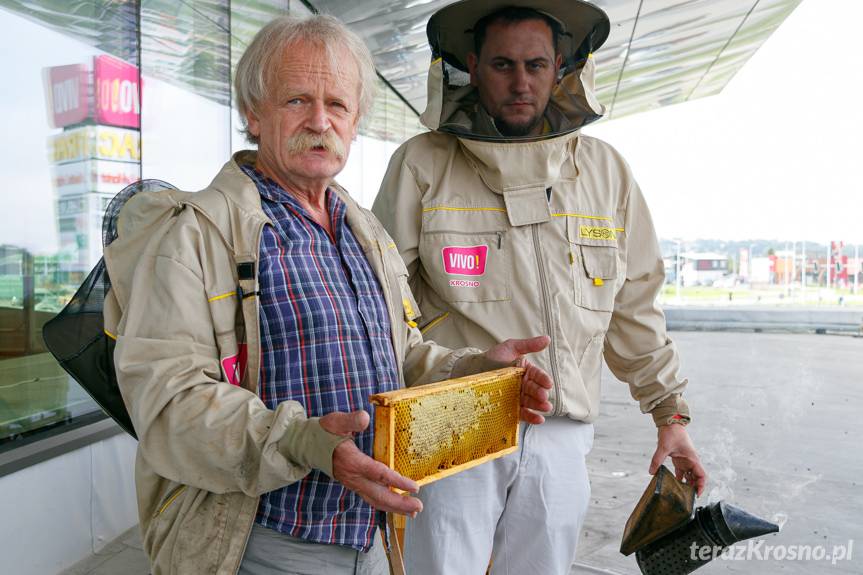 Miodobranie na dachu VIVO! Krosno