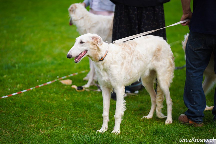 I Podkarpacka Wystawa Psów Myśliwskich w Odrzykoniu [ZDJĘCIA]