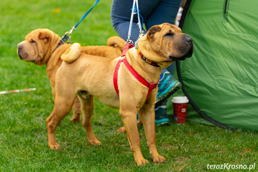 XXX Jubileuszowa Podkarpacka wystawa Psów Rasowych w Krośnie 