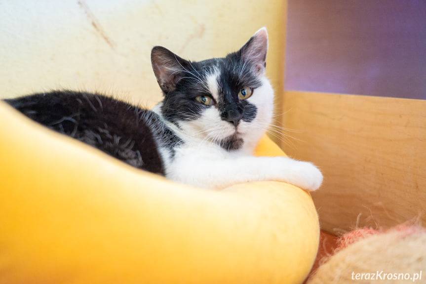 Projekt "Przyjaciele zwierząt" w Krośnie