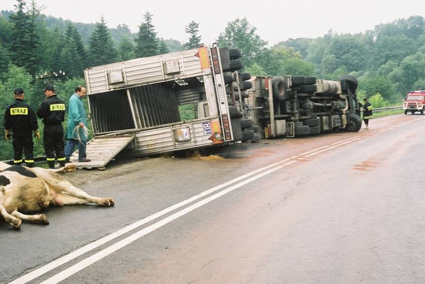 Byki nad przepaścią. Wypadek w Woli Komborskiej
